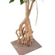 FICUS ROOT LONGIFOLIA