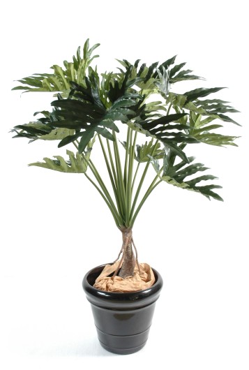 PHILODENDRON SELLOUM *15