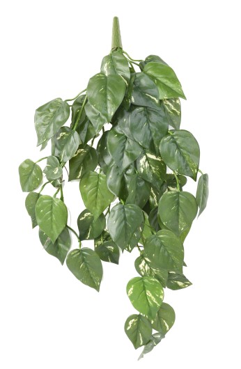 POTHOS CHUTE UV