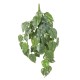 POTHOS CHUTE UV