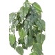 POTHOS CHUTE UV