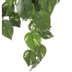 POTHOS CHUTE UV