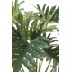 PHILODENDRON SELLOUM *15