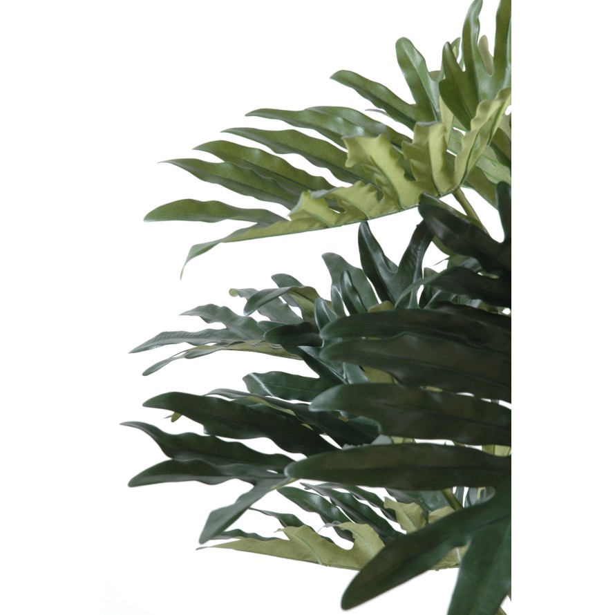 PHILODENDRON SELLOUM *15