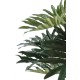 PHILODENDRON SELLOUM *15