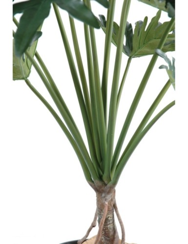 PHILODENDRON SELLOUM *15