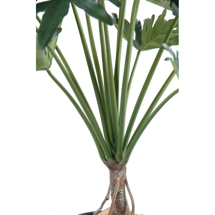 PHILODENDRON SELLOUM *15