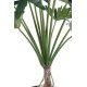 PHILODENDRON SELLOUM *15