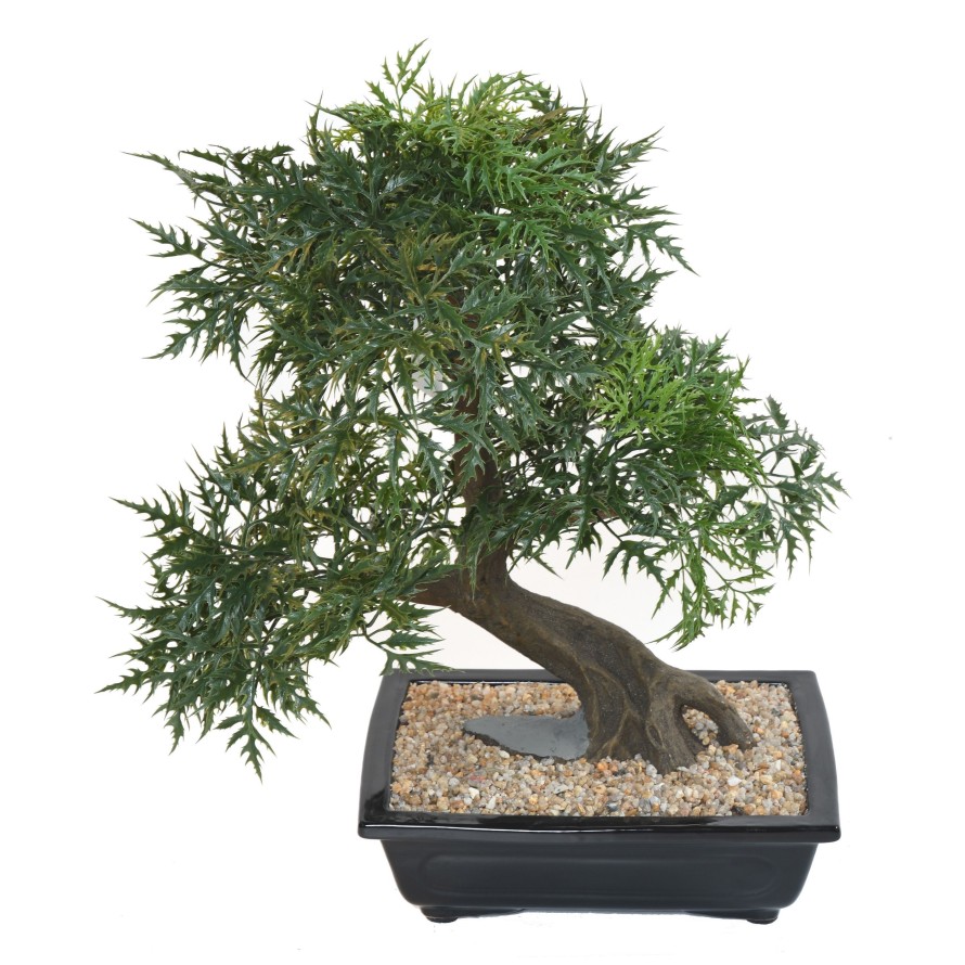 BONSAI ARALIA EN COUPE