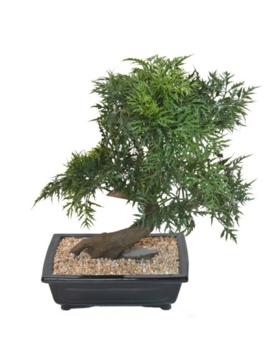 BONSAI ARALIA EN COUPE