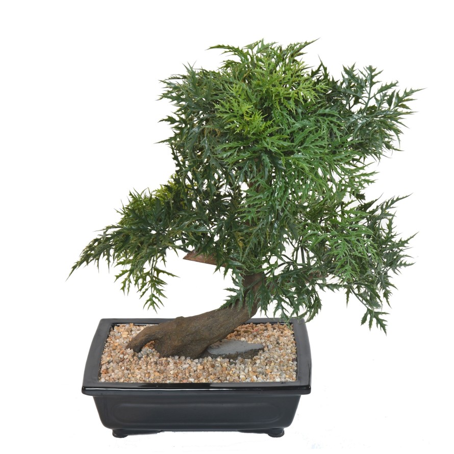 BONSAI ARALIA EN COUPE