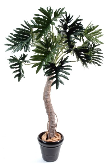 PHILODENDRON SELLOUM ARBRE