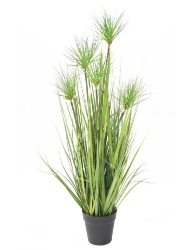 CHRYSOPOGON GRASS