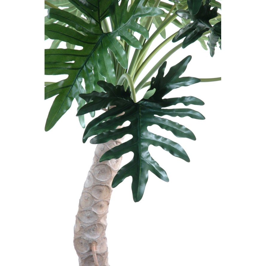 PHILODENDRON SELLOUM TREE