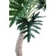 PHILODENDRON SELLOUM ARBRE