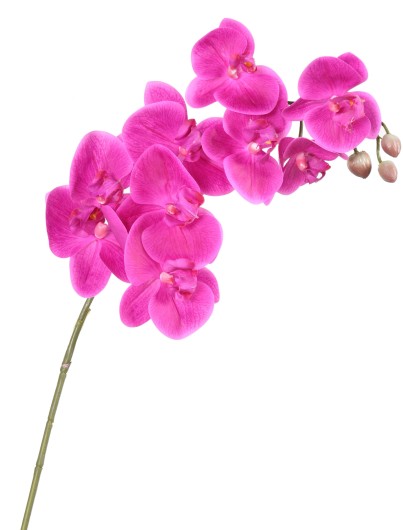 PHALAENOPSIS TIGE