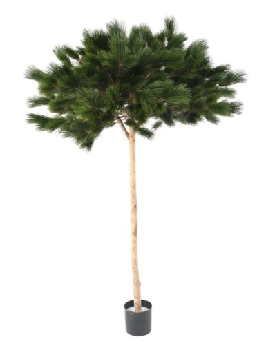 PINE UMBRELLA