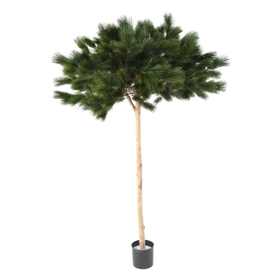 UMBRELLA PINE