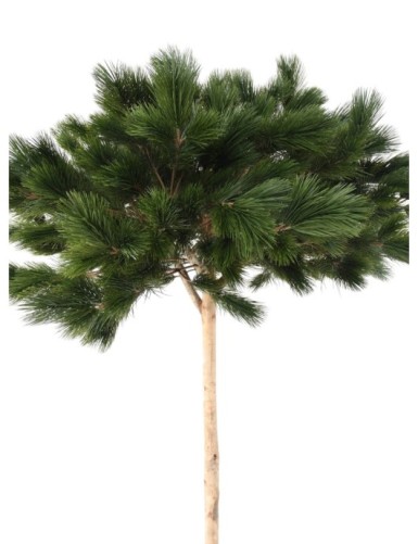 UMBRELLA PINE