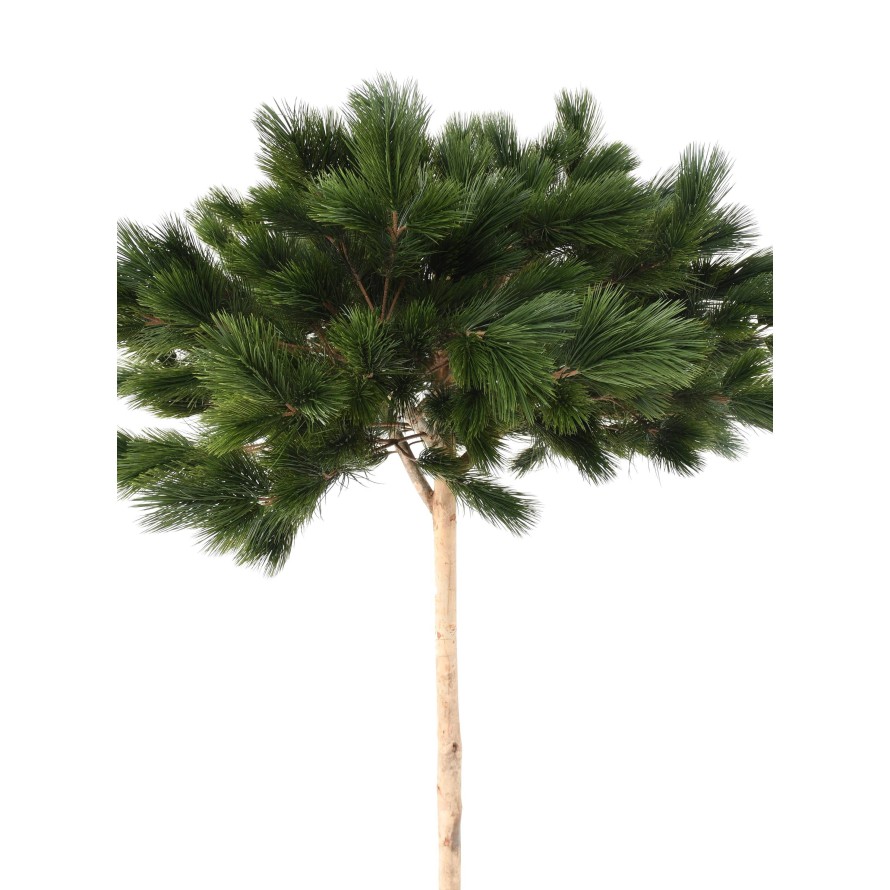 PINE UMBRELLA