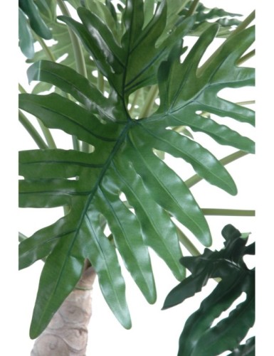 PHILODENDRON SELLOUM ARBRE