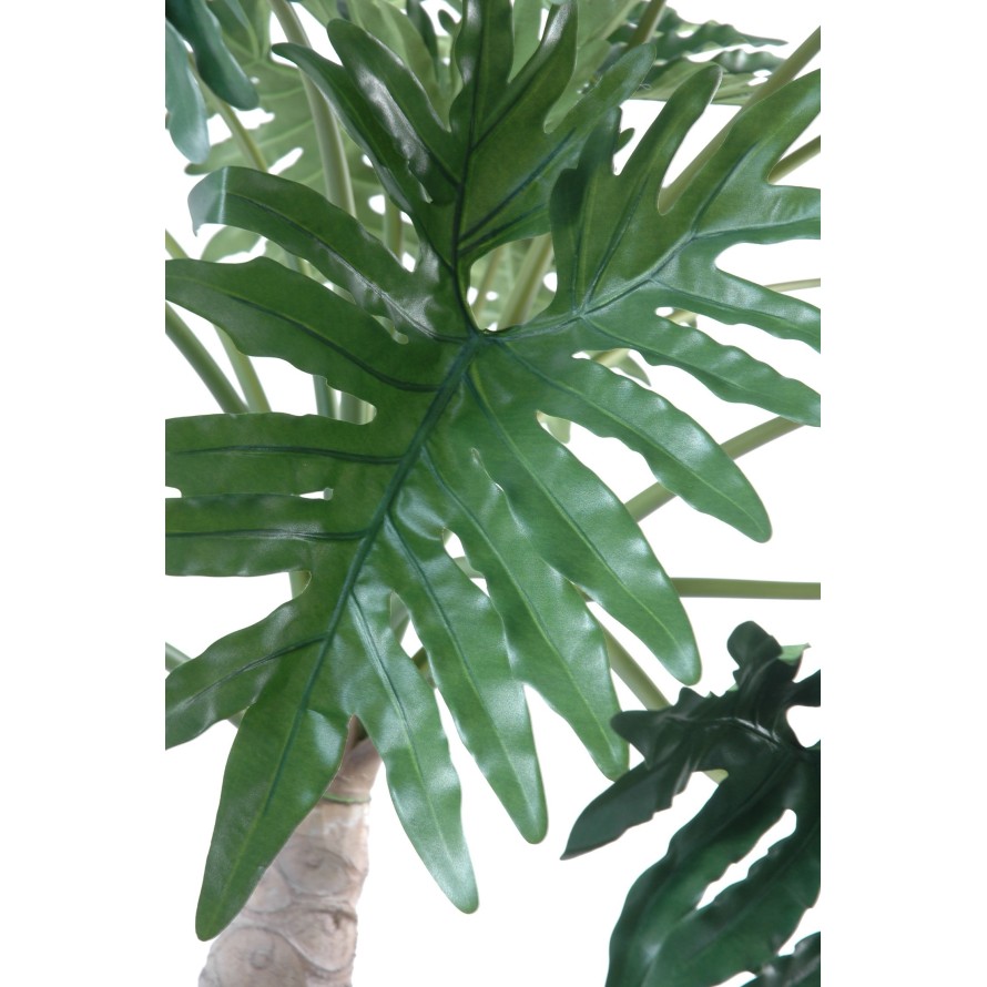 PHILODENDRON SELLOUM TREE