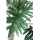 PHILODENDRON SELLOUM ARBRE