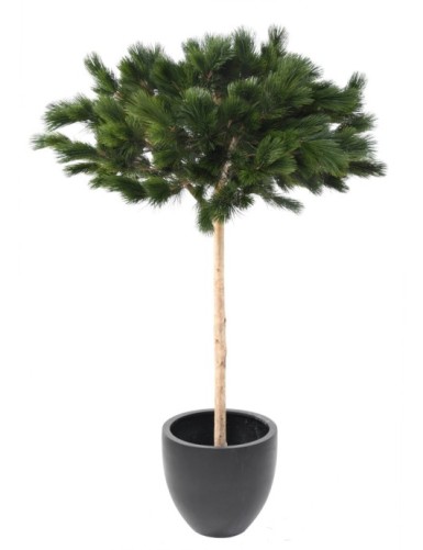 UMBRELLA PINE