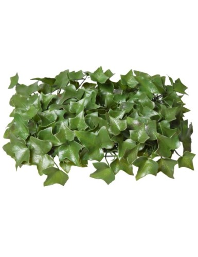 IVY UV PLATE