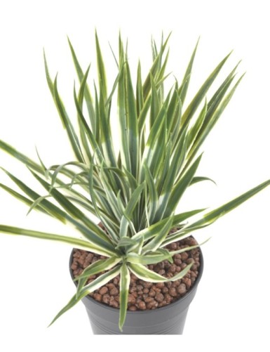 YUCCA GOLDEN SWORD