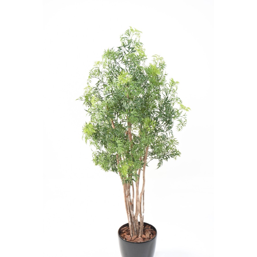 ARALIA MING NITIDA EN BOLL