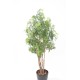 ARALIA MING NITIDA EN BOLL