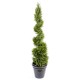 CYPRESS JUNIPERUS FINE SPIRAL