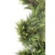 CYPRESS JUNIPERUS FINE SPIRAL