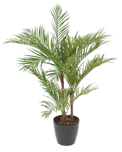 ARECA PALM*3 EN BOLL