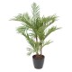 ARECA PALM*3 EN BOLL