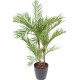 ARECA PALM*3 EN BOLL