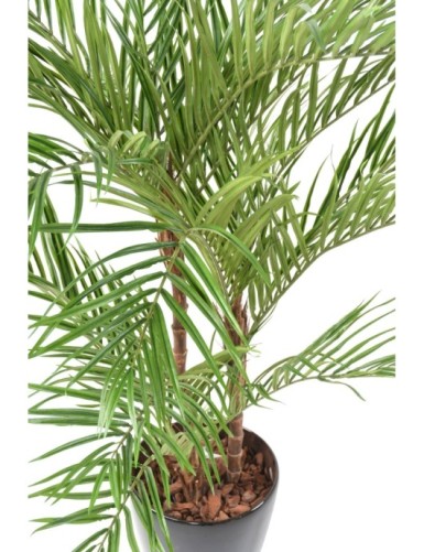 ARECA PALM*3 EN BOLL