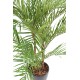 ARECA PALM*3 EN BOLL