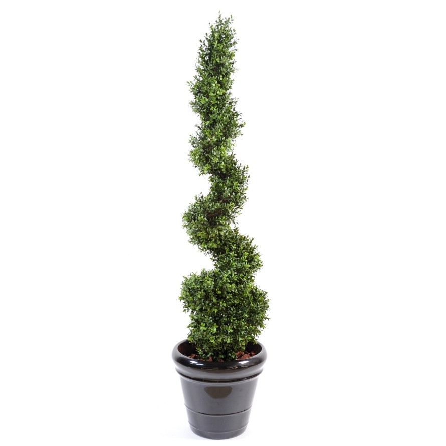 BOXWOOD NEW SPIRALE FINE