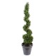 BOXWOOD NEW SPIRALE FINE