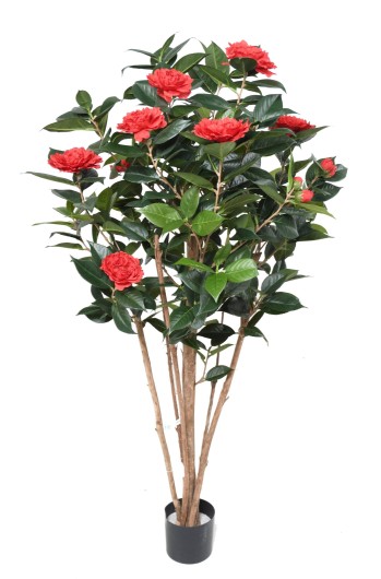 CAMELIA JAPONICA DOUBLE NEW