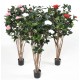 CAMELIA JAPONICA DOUBLE NEW