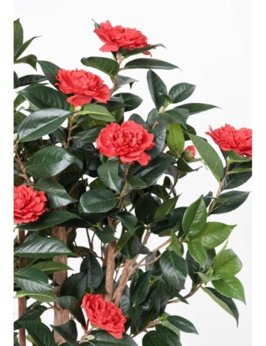 CAMELIA JAPONICA DOUBLE NEW