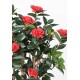 CAMELIA JAPONICA DOUBLE NEW