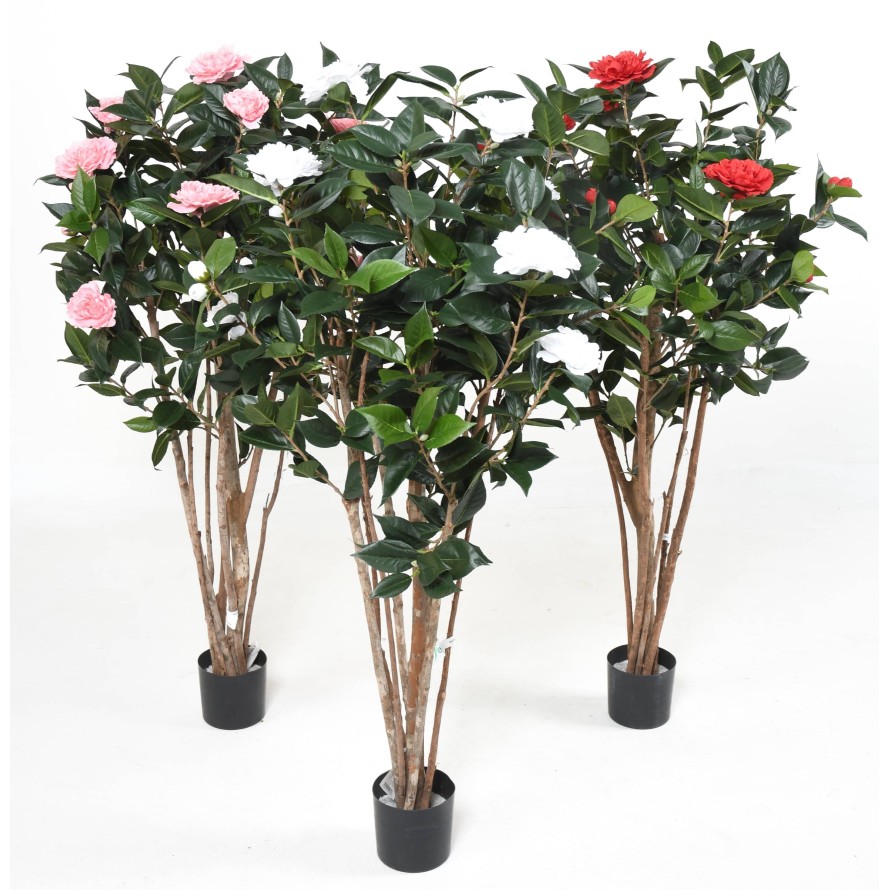 CAMELIA JAPONICA DOUBLE NEW