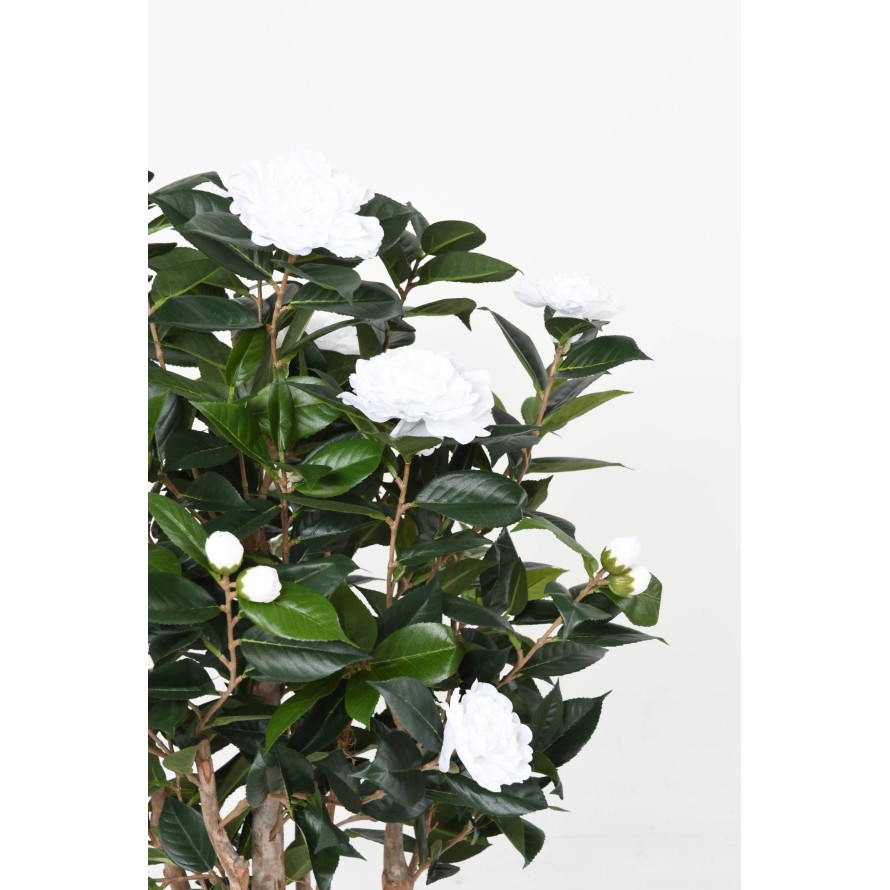 CAMELIA JAPONICA DOUBLE NEW