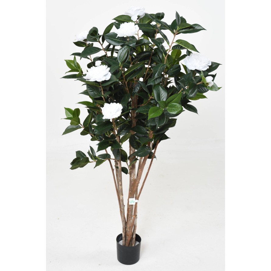 CAMELIA JAPONICA DOUBLE NEW