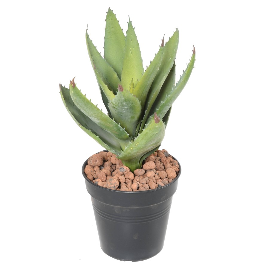 ALOEVERA 12