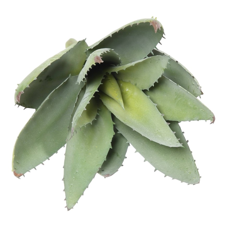 ALOEVERA 12